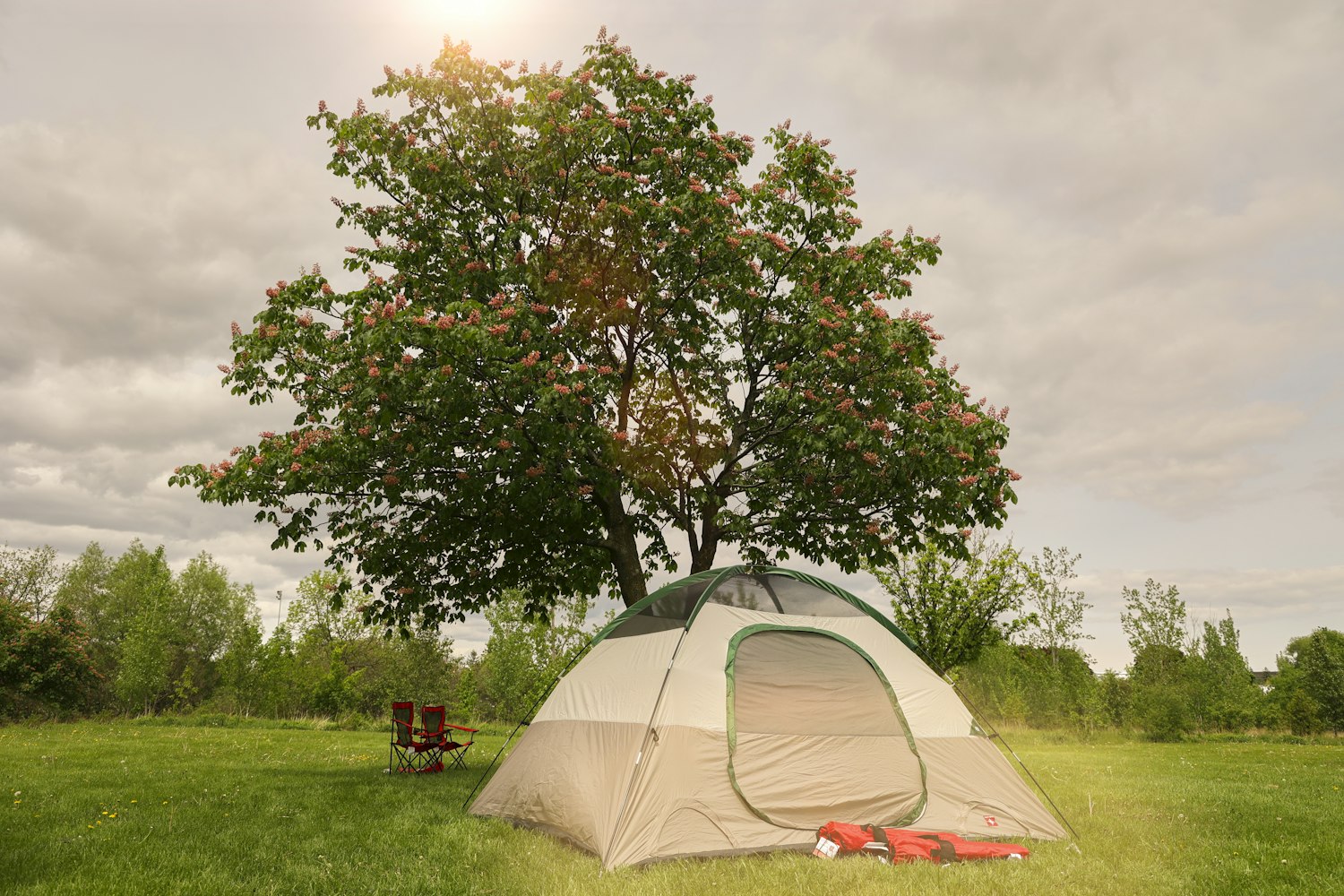 A tent pitched under a tree on an open patch of private land